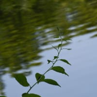 水面の表情…