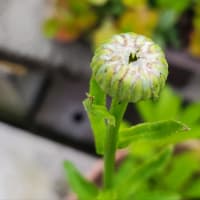 鉢植え