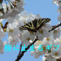 春爛漫ー桜に止まるギフチョウ