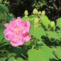 花散歩・スイフヨウ （酔芙蓉）