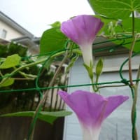 今日の「朝顔」さんです。【6月24日）