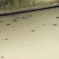 蒸し暑かった11kmと「ポケットあわじ」の編集会議・・・