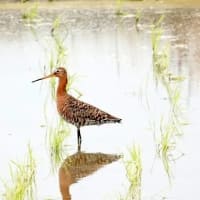 07/1探鳥記録写真：２０２５年5月に出会った鳥たち③