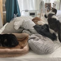 本日の猫たち#231