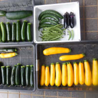 　暑さ和らぎました　野菜収獲5種類　水不足ぎみです