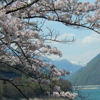 高山市　荘川桜　美しく満開