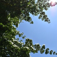 やまぼうしの空、やまぼうしと空。