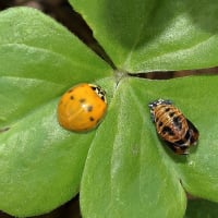 テントウムシさんとハエトリグモさん！