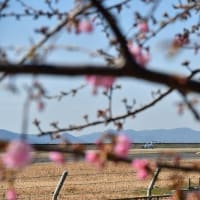 岡南飛行場 飛行機と河津桜