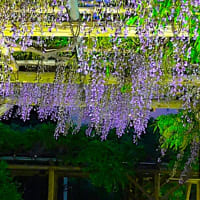 『亀戸天神 藤 ライトアップ』