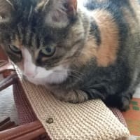 暑い日は