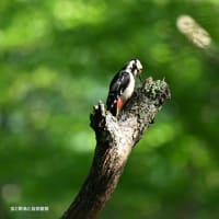 【高原の鳥たち】