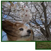桜の季節のボール投げは・・・