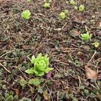 ふきのとうの季節