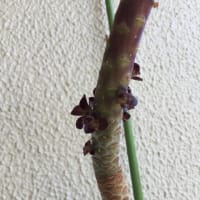 黒法師の花