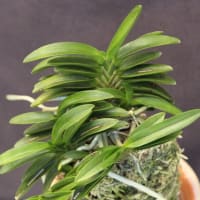 夢幻
