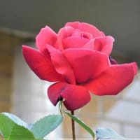 「昭和の赤い薔薇」今年も咲いた