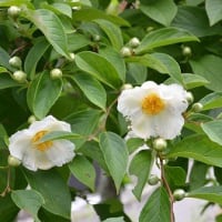 「梅雨明け」後の灼熱。