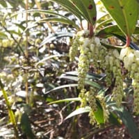 セイヨウイワナンテン：白いつぼ型の花
