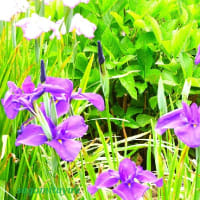 「芹沢公園」の「ショウブ」が満開となり錦絵のような美しさを披露！！