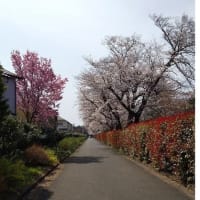 小平で桜をみました！