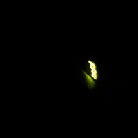 初蛍　22日