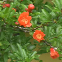 さんぽ道の花たち