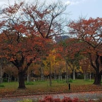 大阪城公園（紅葉）