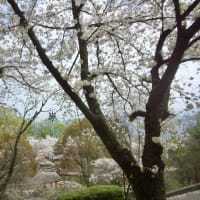 朝日山森林公園の桜（終）