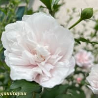 「相武台グリーンパーク」では紫色の「ムクゲ」が開花！！
