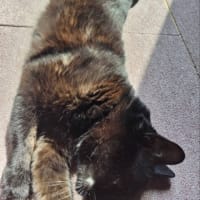 黒猫タイム　日向ぼっこ