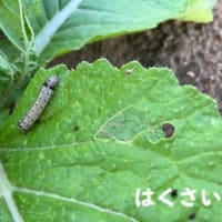 時期の防除「ハスモンヨトウ」と薬剤情報‥『アグリ通信.ACERA』 第57巻 通刊629
