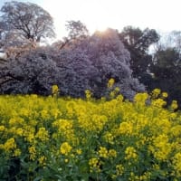 吉高の大桜待望の満開です‼️　