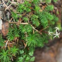 八ヶ岳・にゅう～中山～高見石を周回