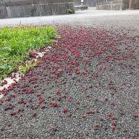 すぐに眠くなちゃう