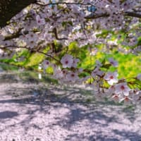 桜は満開を過ぎても楽しめる♪
