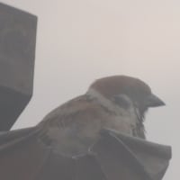家のスズメ