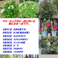 　　　６月最初の、ウオーキンキング中の、気になる一点です。