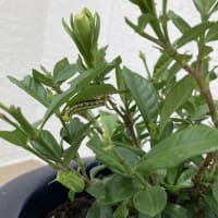 「初恋の　話ふくらむ　傘寿らは　青虫のごと　活き活きとする」