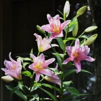 無花粉ユリ