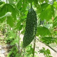 おばさんの料理教室　　ゴーヤチャンプル😢