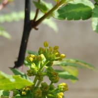 山椒に花