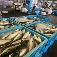 6月13日、本日の小田原魚市場では、福浦で採れたワラサが4トン！大漁です！