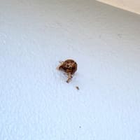 壁にできたアシナガバチの巣を駆除