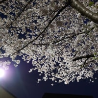 『桜』ゴルフリゾート花見川