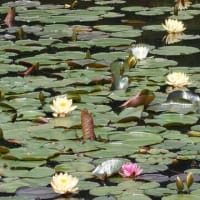 深まる緑の中を土湯の里へ