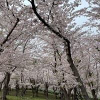 桜を求めて