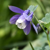 モッコウバラ、オダマキなど（自宅の花）