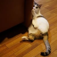 マロは寝てるか食べてるか？