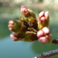 追分梅林